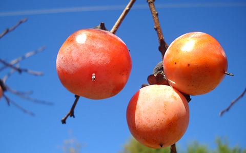 Persimmon species are tolerant to juglone
